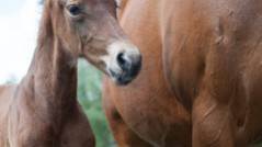 De-Veulens-Homepage02-239x134