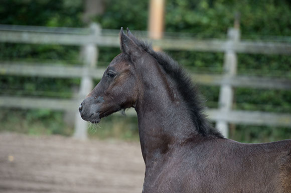 Cornet Obolensky x Argentinus