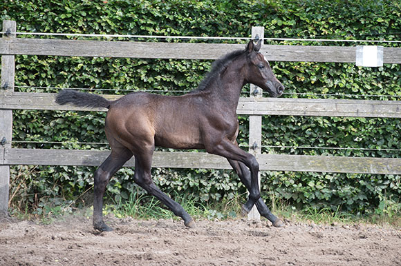Cornet Obolensky x Argentinus