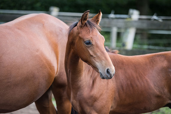 Falaise de Muze x Chin Chin