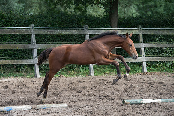 Falaise de Muze x Chin Chin