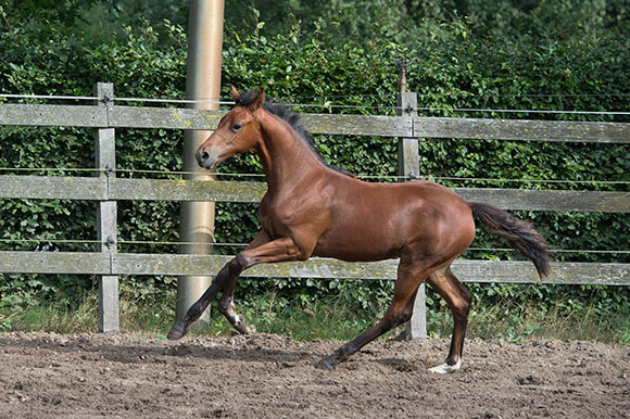 Falaise de Muze x Chin Chin