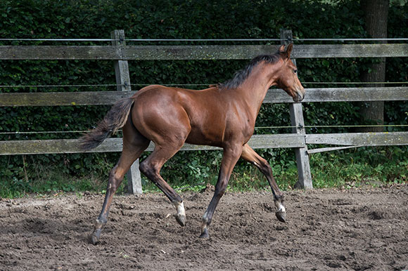 Falaise de Muze x Chin Chin