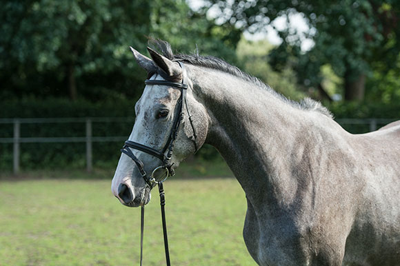 Izafee (Berlin x Oberon du Moulin)