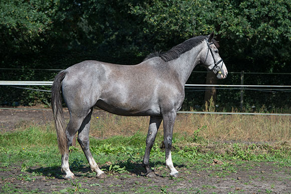 Izafee (Berlin x Oberon du Moulin)