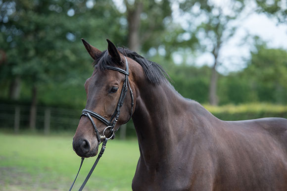 Holly (Johnson x Chronos)