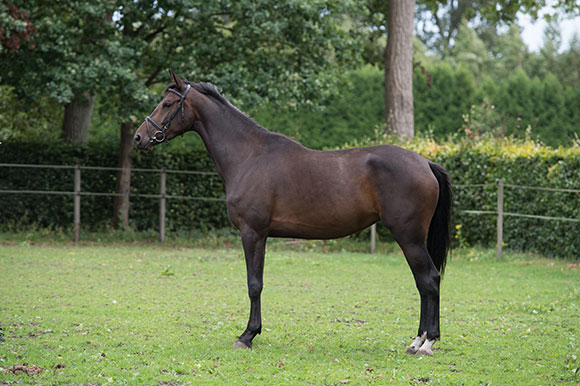 Holly (Johnson x Chronos)