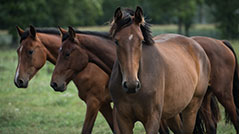 opfok-wim-vissers-gemert