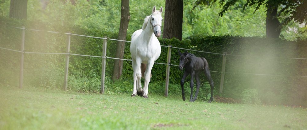 Stoeterij Vissers verwacht dit jaar zes veulens.