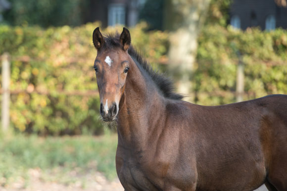 Nadesh Cornet Obolensky